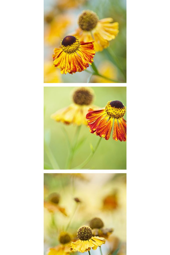 Garden Flower Triptych