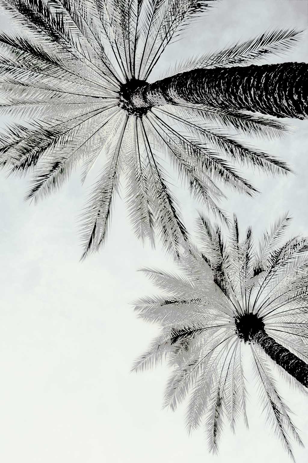 Tropical Trees Artwork