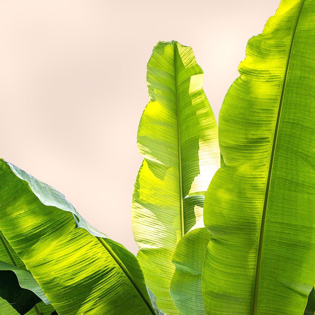 green banana leaves tropical art against a light pink background