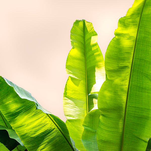green banana leaves tropical art against a light pink background