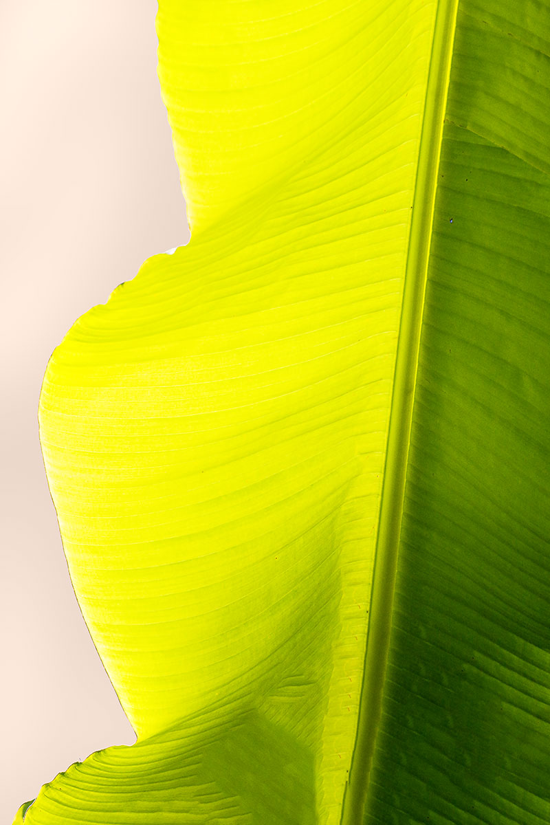tropical leaf art against a pink sky