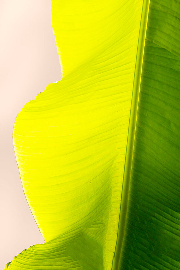 tropical leaf art against a pink sky
