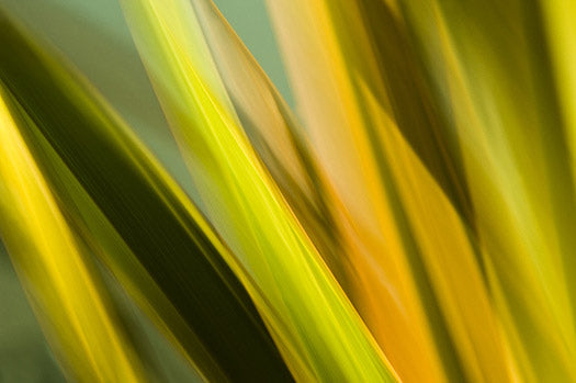 tropical leaves in orange and turquoise