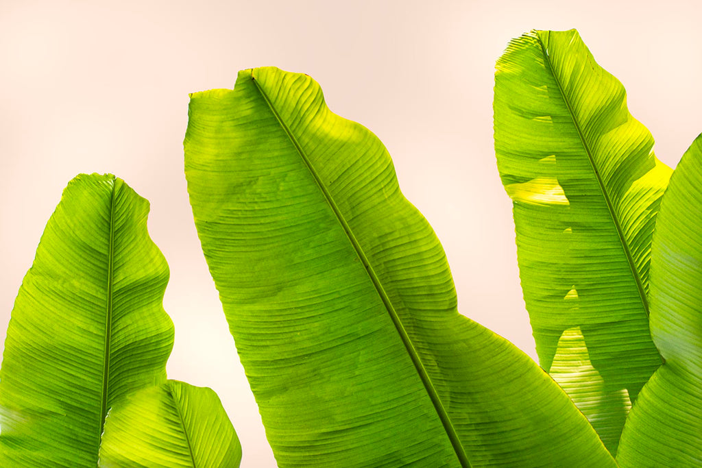 Close-up of green banana leaves art against a light background