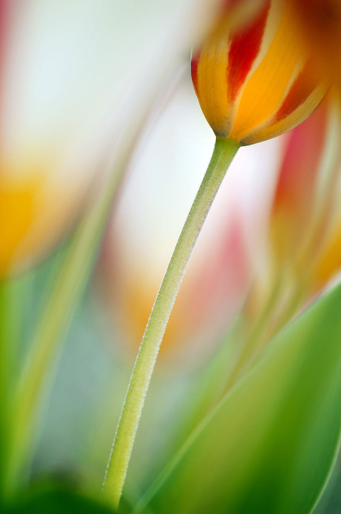 Tulip Abstract Art