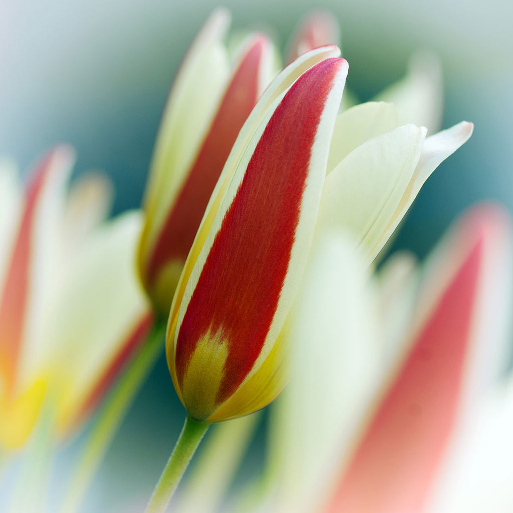 Abstract Tulip Artwork