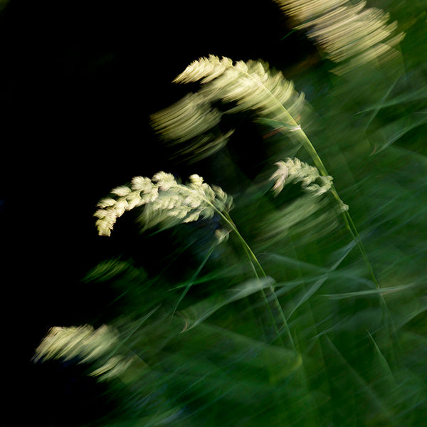 windy grasses fine art photograph