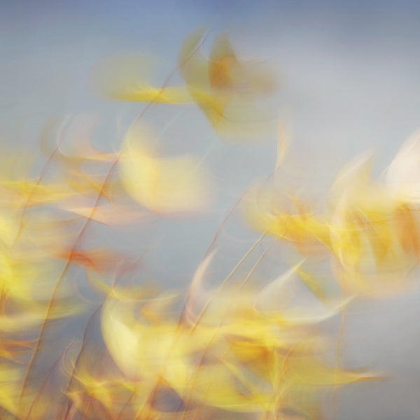 artistic nature photography
