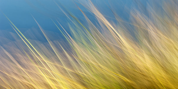 grass photography with natural light