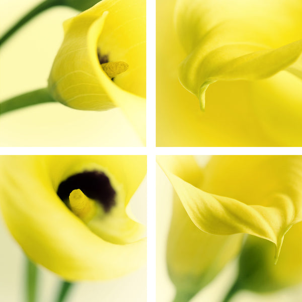 yellow calla lily art