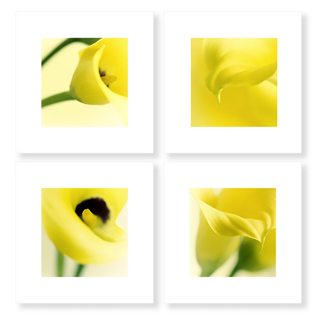 yellow calla lily art