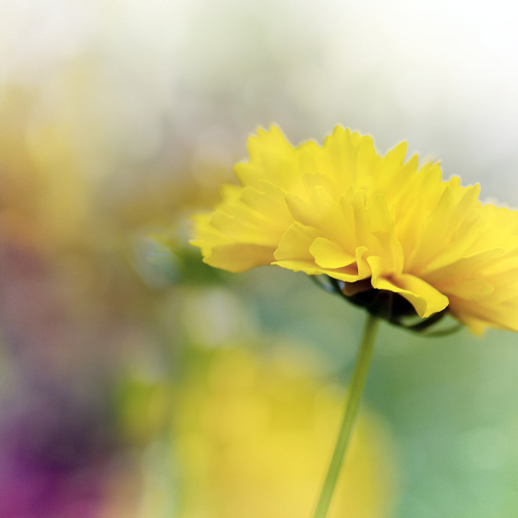 Yellow Flower Art