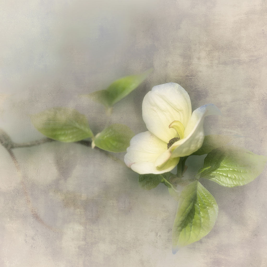 dogwood flower photography