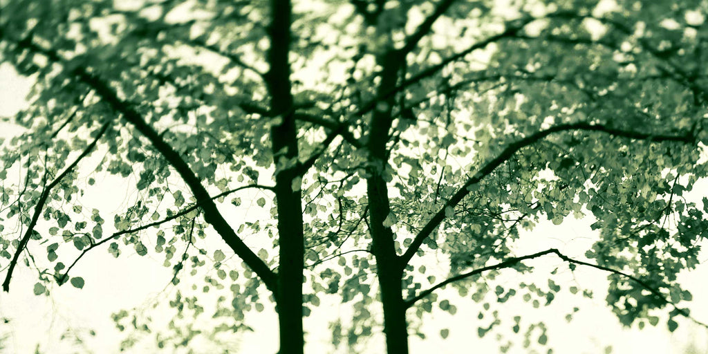 summer tree abstracted