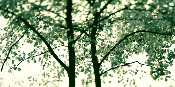 summer tree abstracted