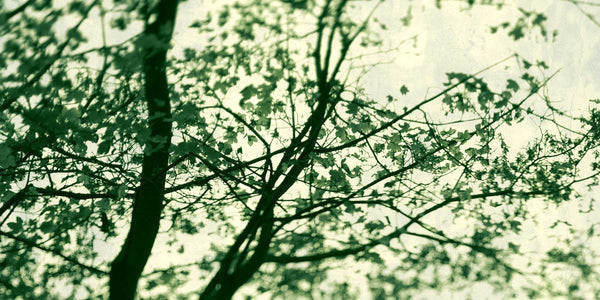 summer tree with green leaves