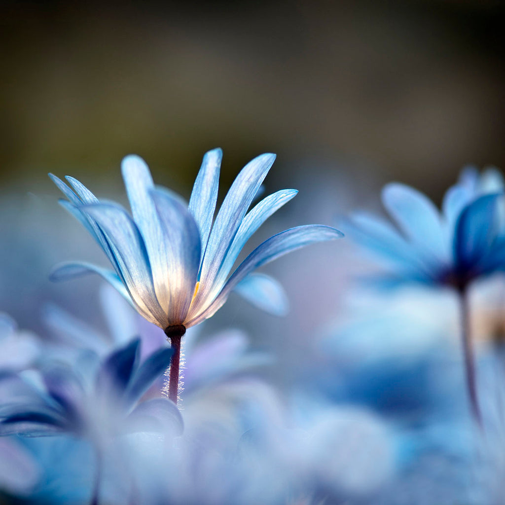 blue daisy wellness art
