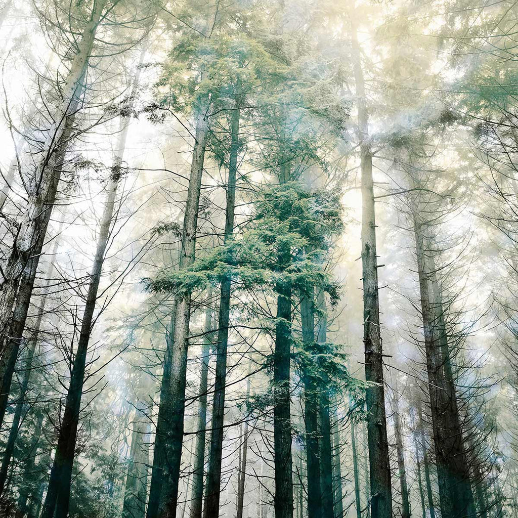 trees fine art photography