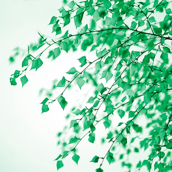 green leaves biophilic wellness art