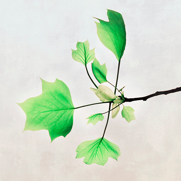 leaf details wellness artwork
