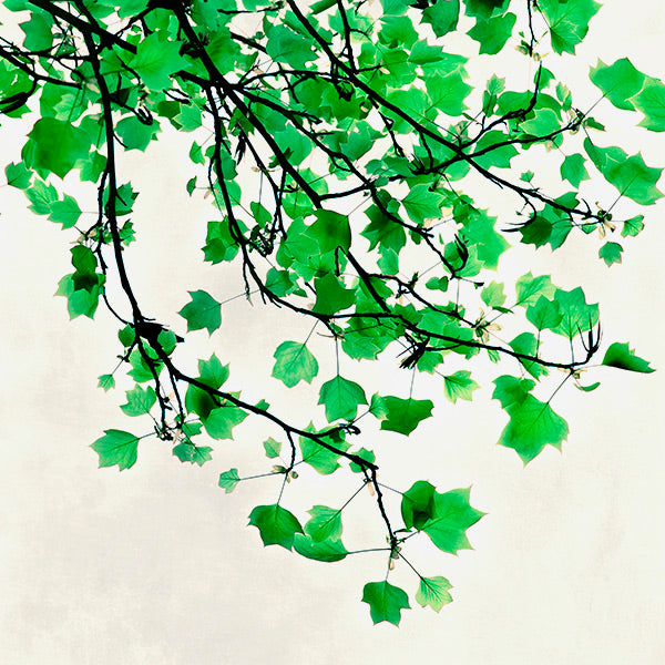 fresh green leaves for wellness and health