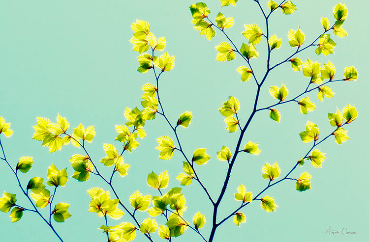 branch with bright green leaves art for healthcare