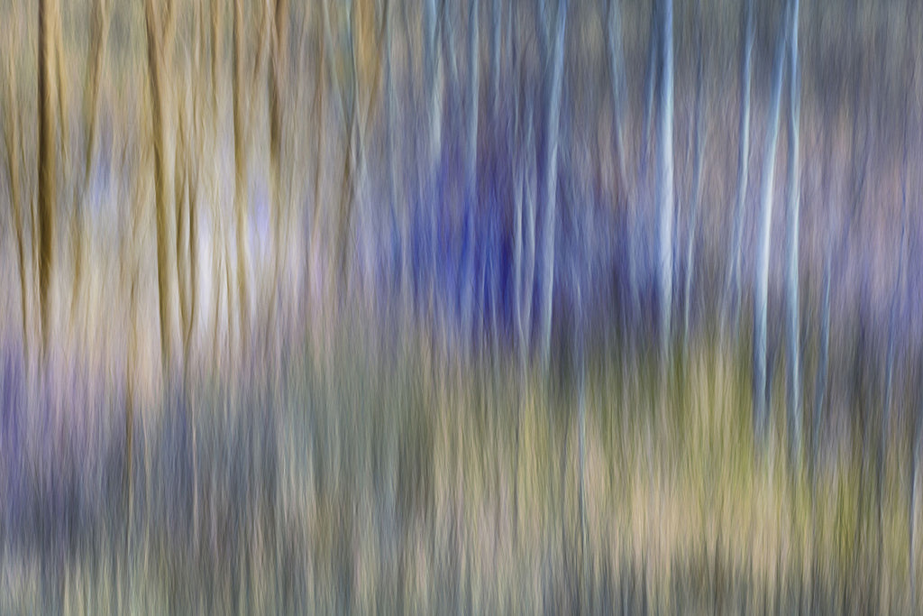forest fine art print