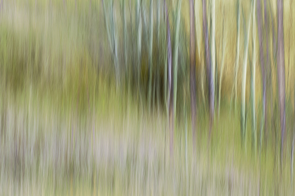 modern tree fine art