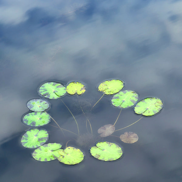 lily pads in green on blue pond water in circular shape