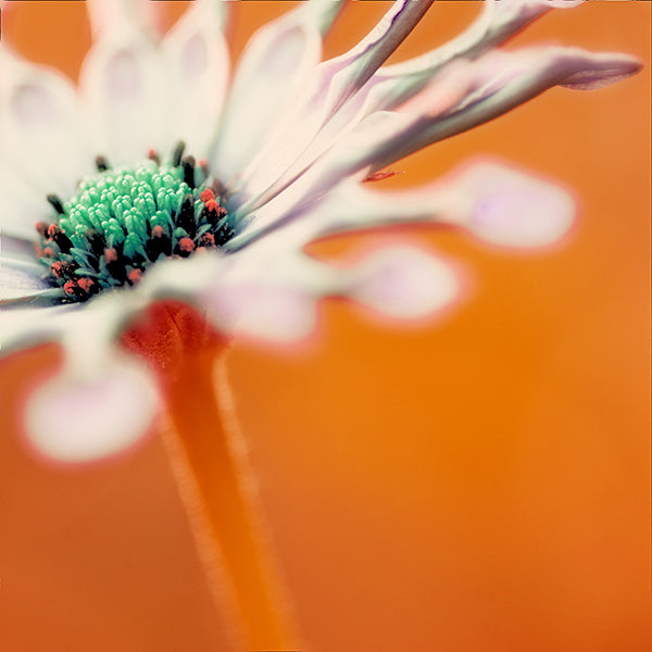 modern flower close up photography