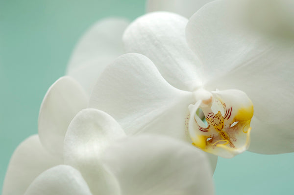 white orchid flower photograph with turquoise background