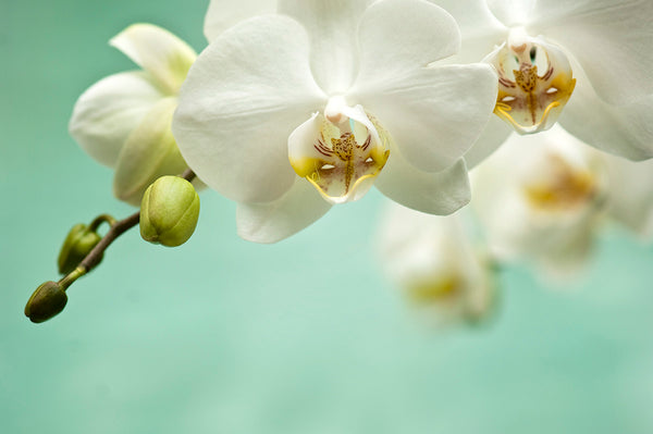 white orchid fine art photography on turquoise background