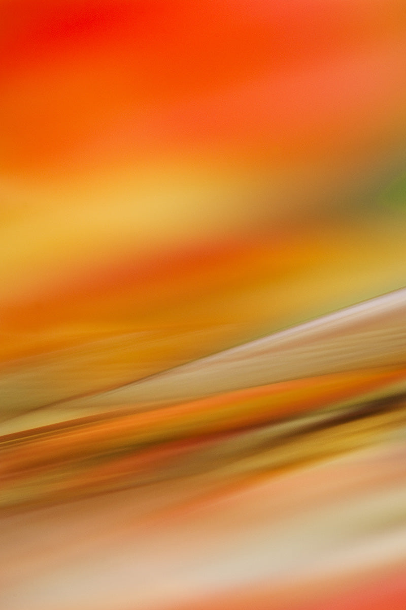 red botanical close up photography