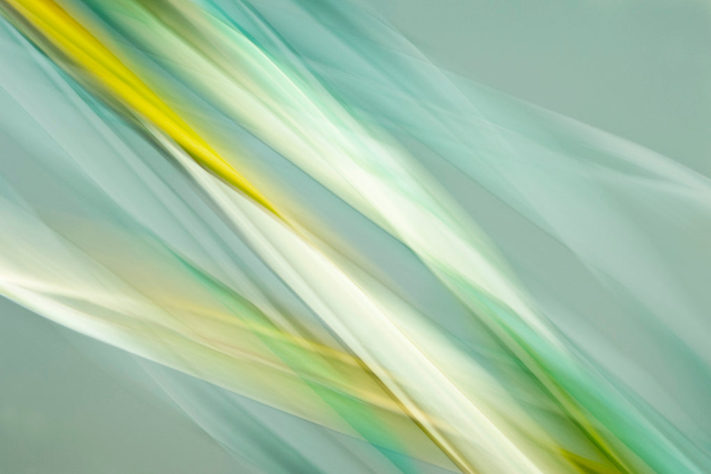 modern tropical botanical art