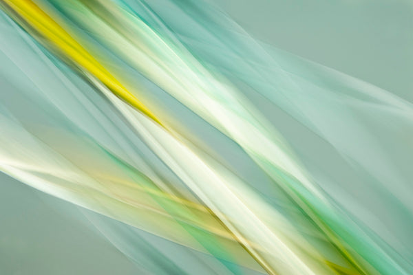 modern tropical botanical art