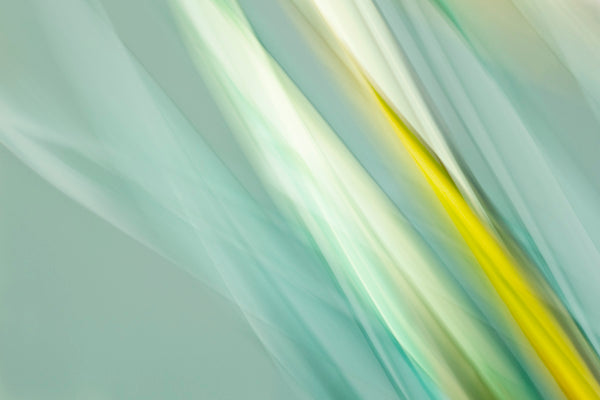 modern botanical tropical leaf art