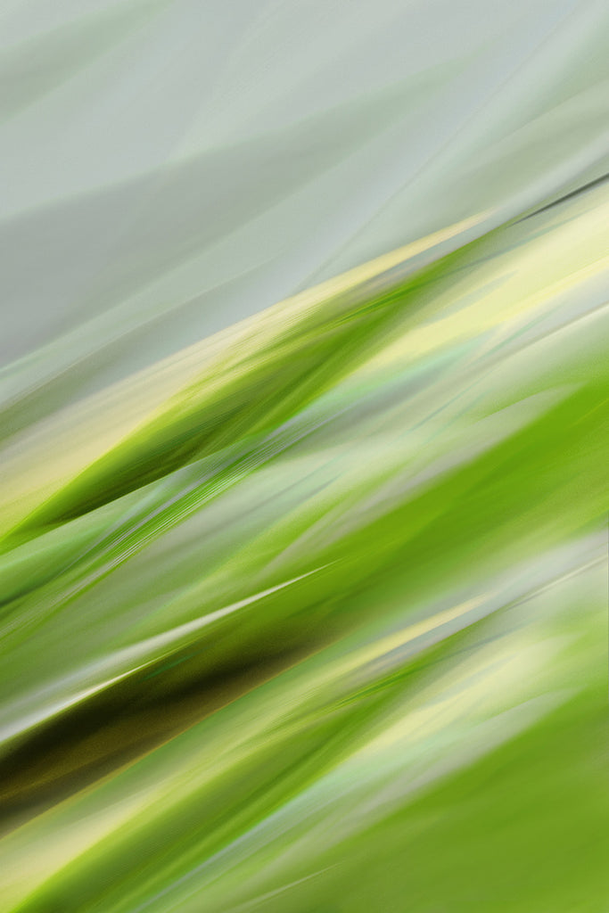 green tropical botanical leaves close up