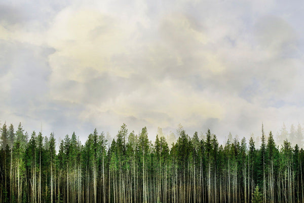 abstract art of trees